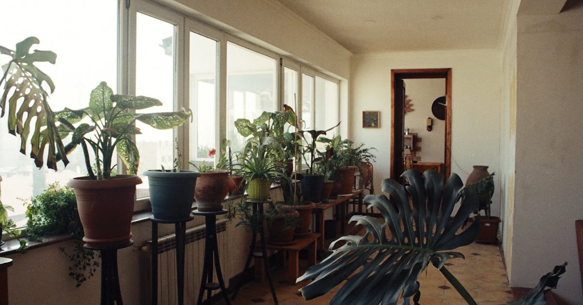 Zielony balkon marzeń: proste kroki, by zamienić kilka metrów w bujną oazę roślin
