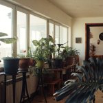 Zielony balkon marzeń: proste kroki, by zamienić kilka metrów w bujną oazę roślin