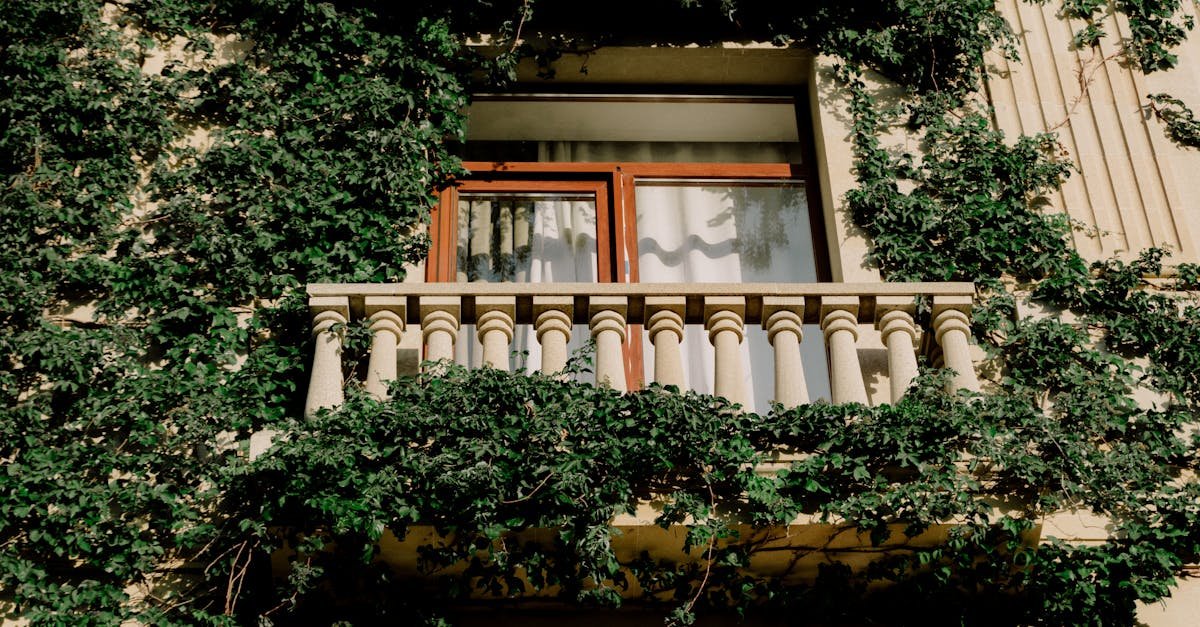 Balkon w dżungli: krok po kroku do własnej zielonej ściany
